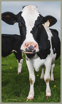 Image - Cow